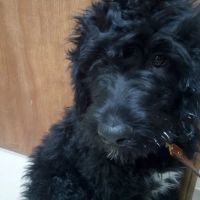 St Joe Veterinary Hospital, Inc ico
