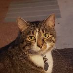 Highland Veterinary Clinic