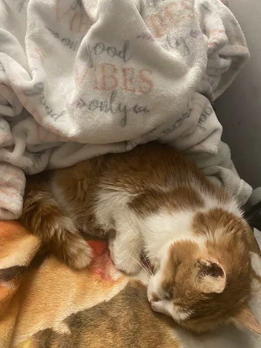 Highland Veterinary Clinic Picture 8