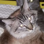 Greenbrier Animal Hospital