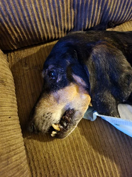 Greenbrier Animal Hospital Picture 10