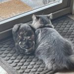 North Park Veterinary Care