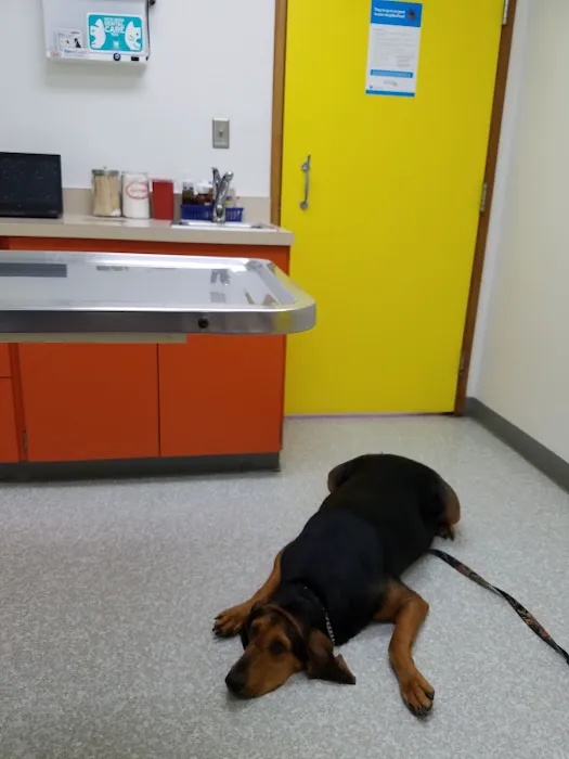 North Park Veterinary Care Picture 4