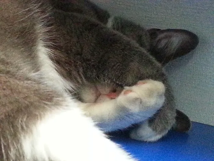 North Park Veterinary Care Picture 8
