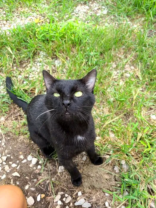 North Park Veterinary Care Picture 9