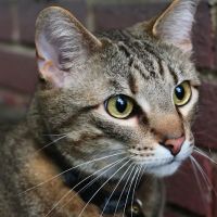 West Side Pet Hospital & Paw's Inn ico