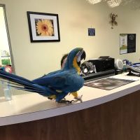 Advent Veterinary Services (Dr. Vivian Ramos - Dr. Thomas Kilbane) ico