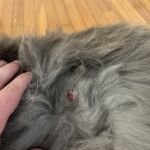 Oak Hill Animal Hospital