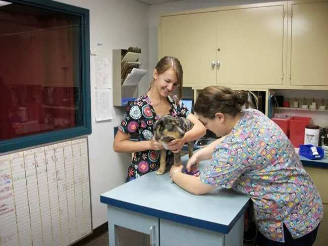 East Side Animal Hospital, A Thrive Pet Healthcare Partner Picture 5