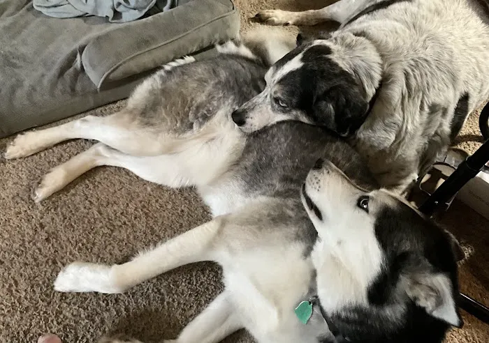 All Breed Pet Care LLC Picture 1