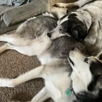 All Breed Pet Care LLC ico