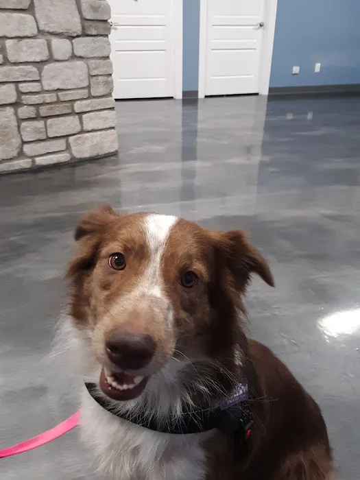 All Breed Pet Care LLC Picture 7