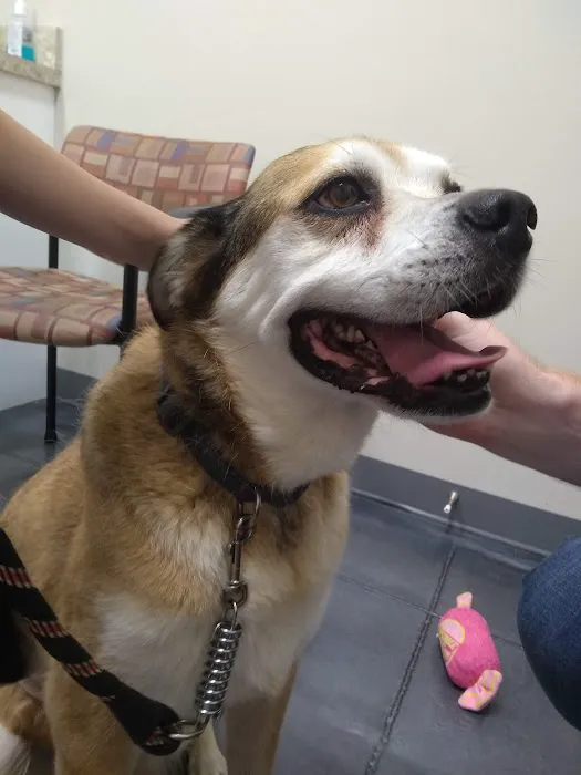 All Breed Pet Care LLC Picture 8