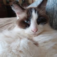 U-Vet Animal Clinic ico