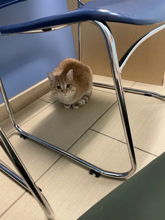 U-Vet Animal Clinic Picture 4