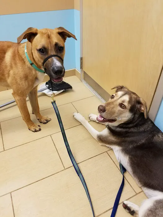U-Vet Animal Clinic Picture 5