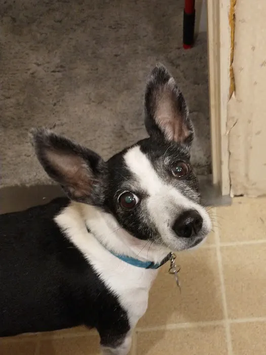 U-Vet Animal Clinic Picture 6