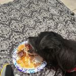 Warrick Veterinary Clinic - Newburgh Plaza