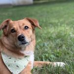 VCA Parkdale Animal Hospital