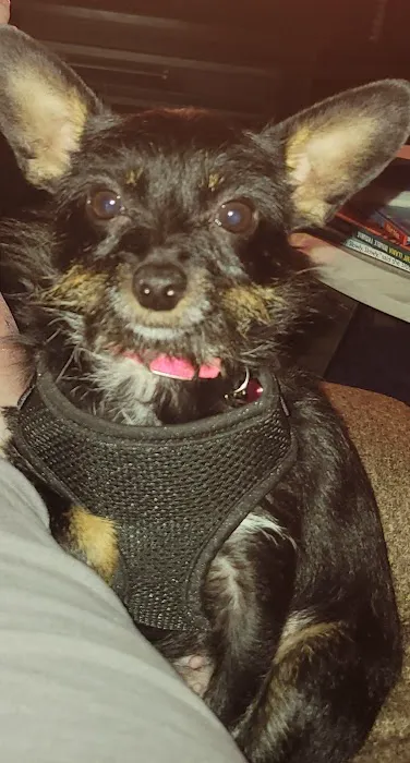 Banfield Pet Hospital Picture 4