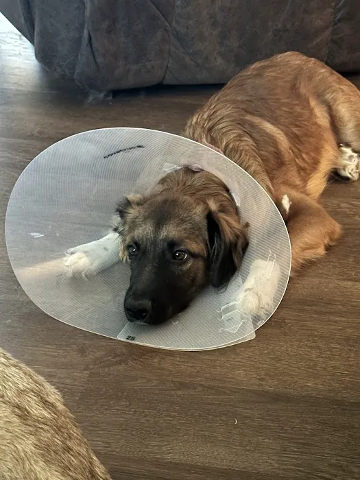 Bluegrass Vet Picture 2