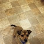 Kaskaskia Valley Animal Hospital