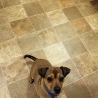Kaskaskia Valley Animal Hospital ico