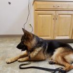 Arthur Veterinary Clinic