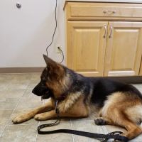 Arthur Veterinary Clinic ico