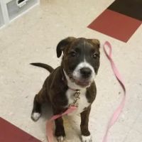 Okaw Veterinary Clinic ico