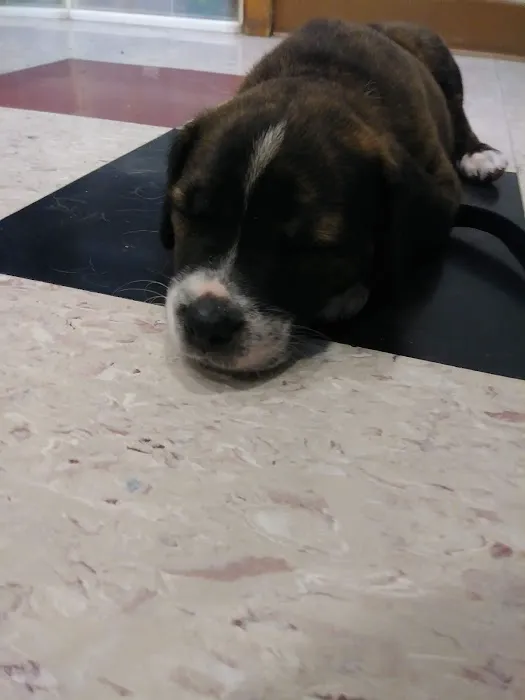 Okaw Veterinary Clinic Picture 4