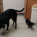 North Judson San Pierre Veterinary