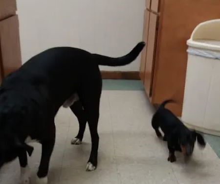 North Judson San Pierre Veterinary