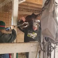 Greener Pastures Vet Clinic ico