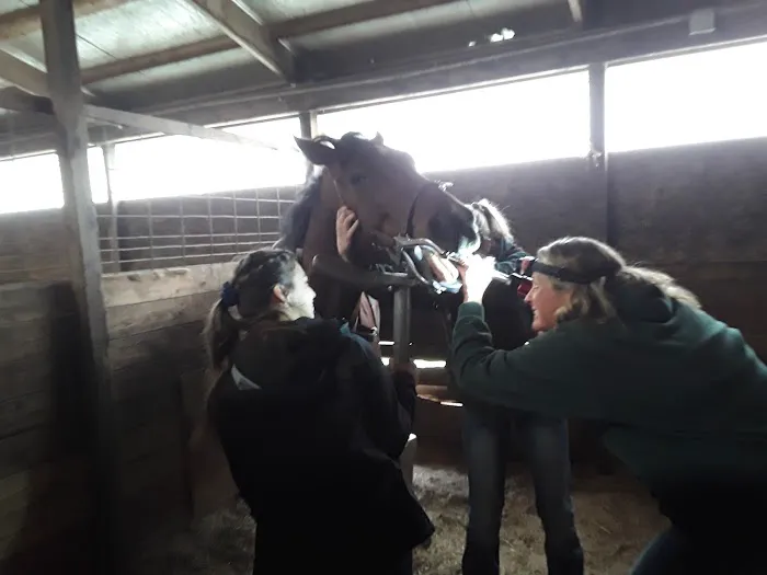 Greener Pastures Vet Clinic Picture 3