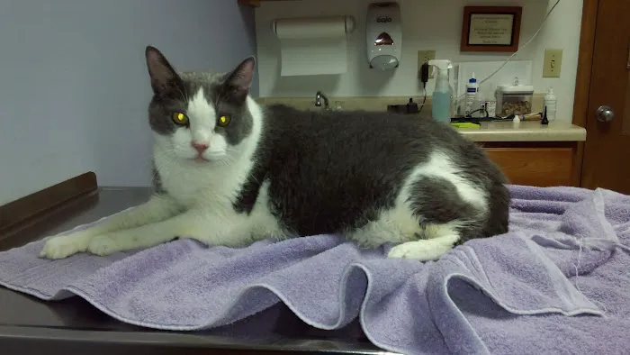Hebron Animal Hospital Picture 3