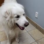 Hebron Animal Hospital