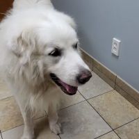 Hebron Animal Hospital ico