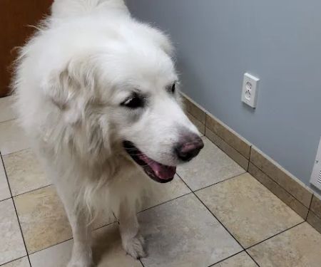 Hebron Animal Hospital