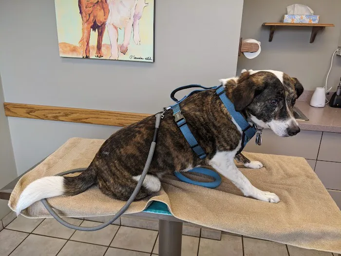 Peotone Animal Hospital Picture 5