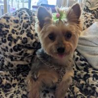 Beecher Veterinary Clinic ico
