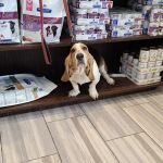 Coyne Veterinary Center - Crown Point