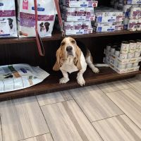 Coyne Veterinary Center - Crown Point ico