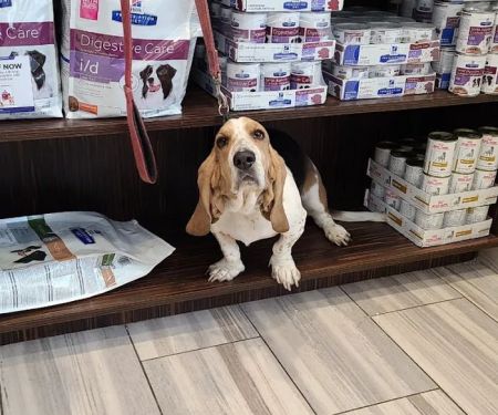 Coyne Veterinary Center - Crown Point