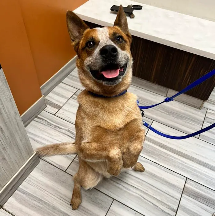 Coyne Veterinary Center - Crown Point Picture 8