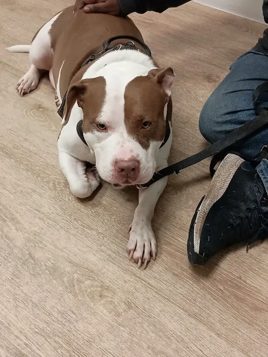 Lake Station Pet Clinic Picture 5