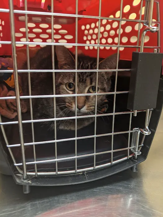Hobart Animal Clinic Picture 1