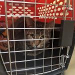 Hobart Animal Clinic
