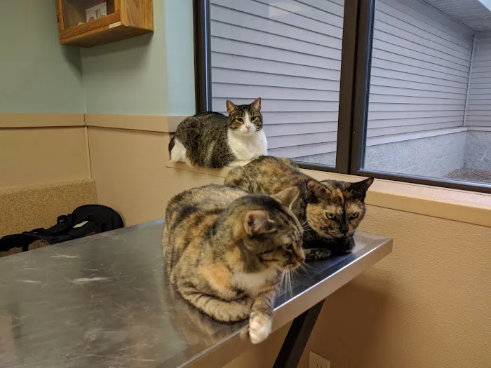Hobart Animal Clinic Picture 4