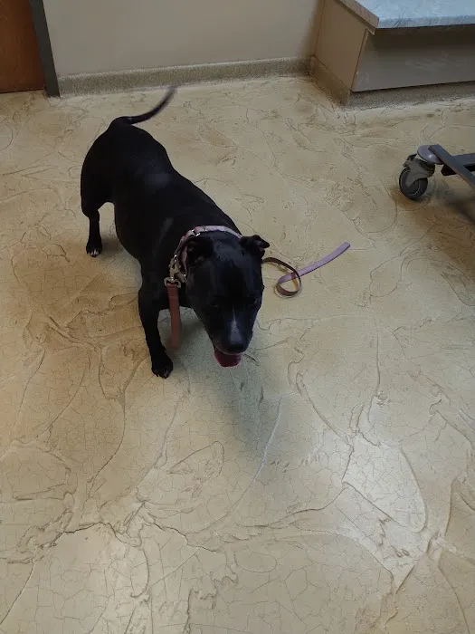 Hobart Animal Clinic Picture 6